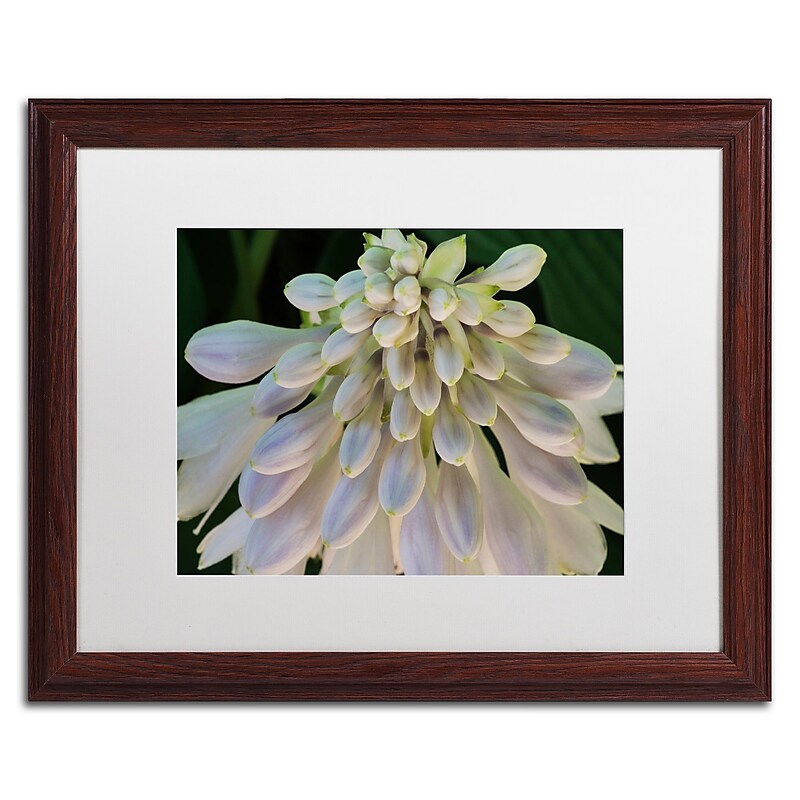 Trademark Fine Art KS0178-W1620MF "Hosta Flower Abstract" by Kurt Shaffer 16" x 20" FRM Art, WHT MTD image 1