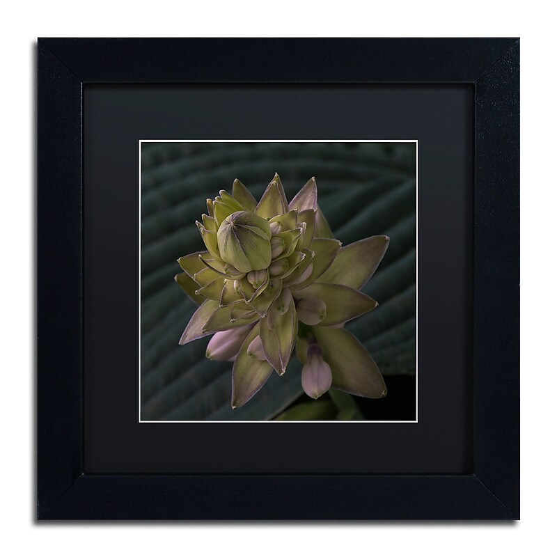 Trademark Fine Art Early Hosta Flower Abstract by Kurt Shaffer 11x11 FRM Art, BLK MTD image 1