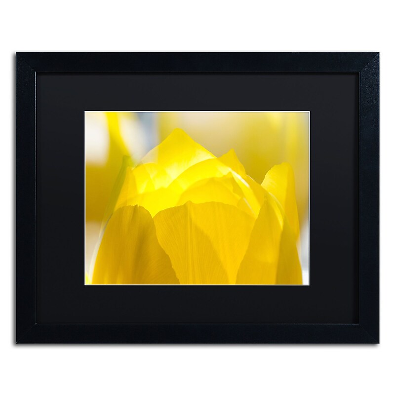 Trademark Fine Art KS0156-B1620BMF "Yellow Tulip" by Kurt Shaffer 16" x 20" Framed Art, Black Matted image 1