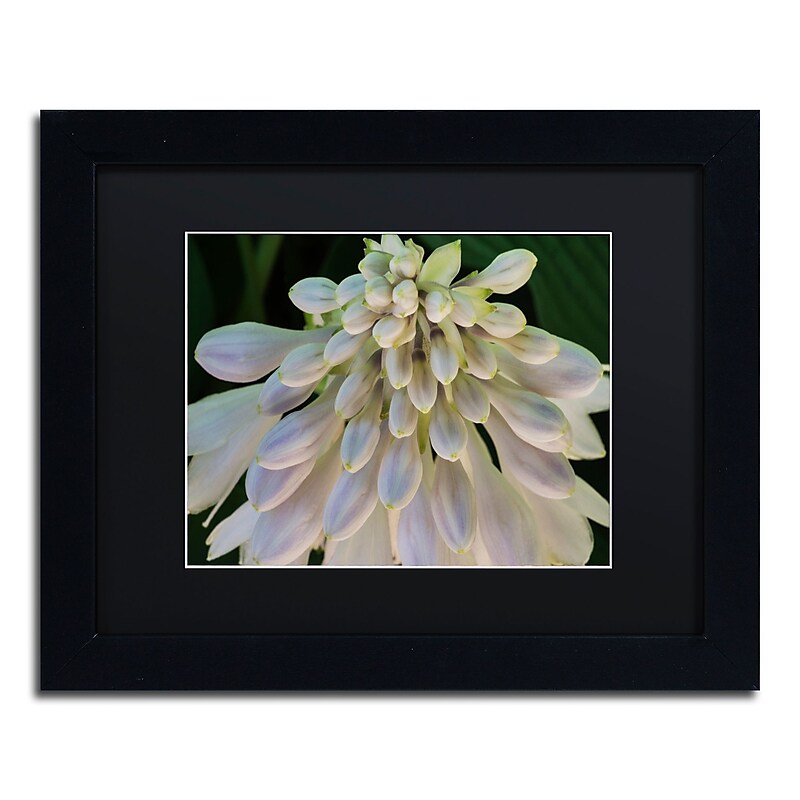 Trademark Fine Art KS0178-B1114BMF Hosta Flower Abstract by Kurt Shaffer 11x14 FRM Art, BLK MTD image 1