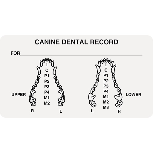 Veterinary Examination Medical Labels; Canine Dental Record, White, 1-3