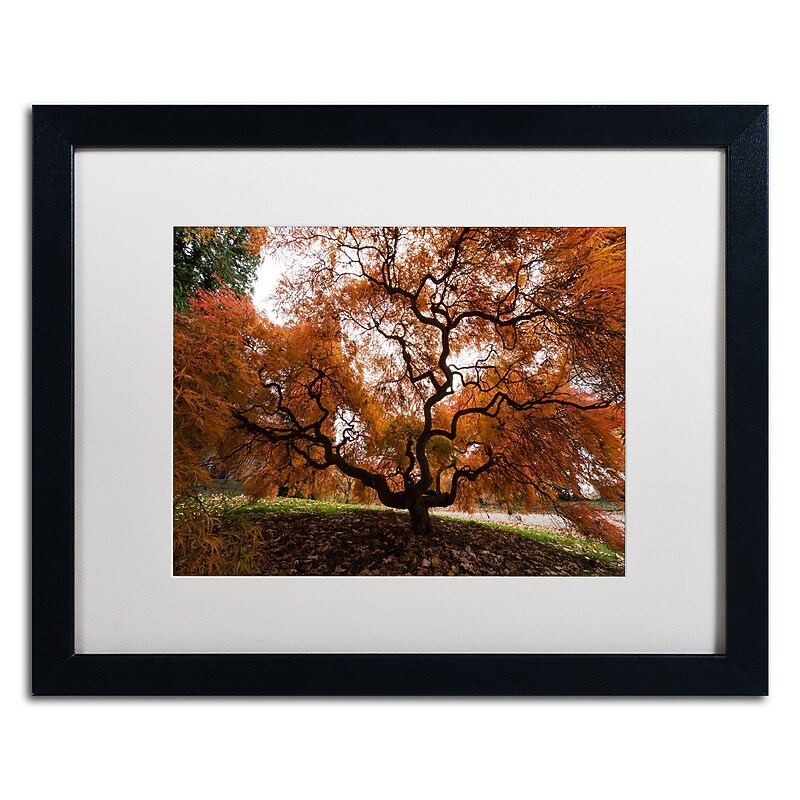 Trademark Fine Art Kurt Shaffer 'Autumn Japanese Maple Tree' 16 x 20 (KS01021-B1620MF) image 1