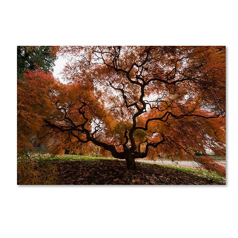 Trademark Fine Art Kurt Shaffer 'Autumn Japanese Maple Tree' 16 x 24 (KS01021-C1624GG) image 1