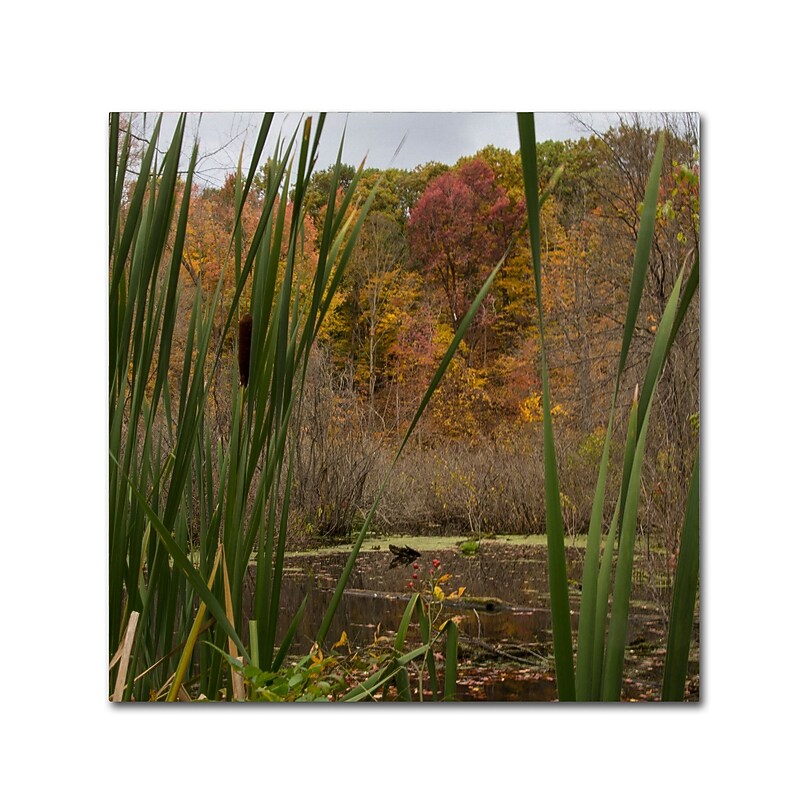 Trademark Fine Art Kurt Shaffer 'Autumn Marsh' 14 x 14 (KS01022-C1414GG) image 1
