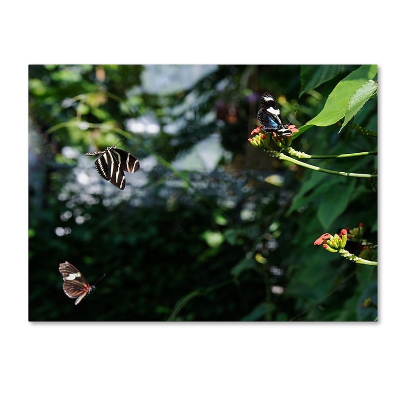 Trademark Fine Art Kurt Shaffer 'Butterflies in Flight' 35 x 47 (KS01027-C3547GG) image 1