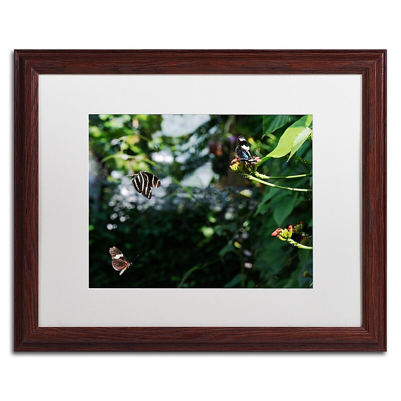 Trademark Fine Art Kurt Shaffer 'Butterflies in Flight' 16 x 20 Framed Art Print (KS01027-W1620MF) image 1