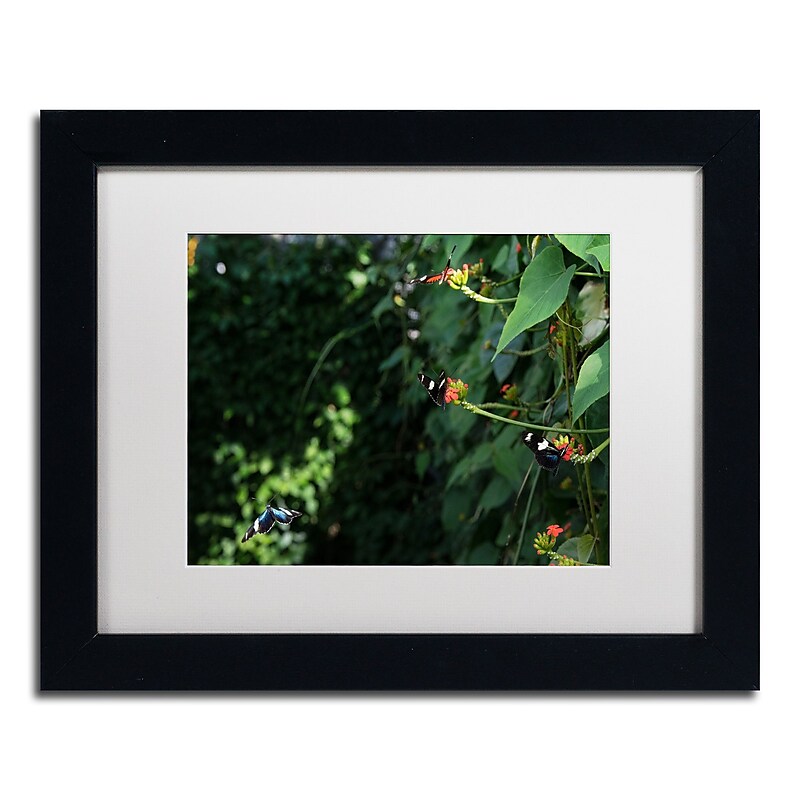 Trademark Fine Art Kurt Shaffer 'Butterflies' 11 x 14 Framed Art Print (KS01028-B1114MF) image 1