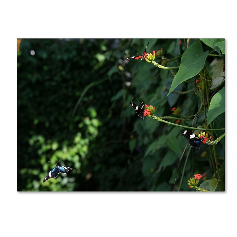 Trademark Fine Art Kurt Shaffer 'Butterflies' 24 x 32 (KS01028-C2432GG) image 1