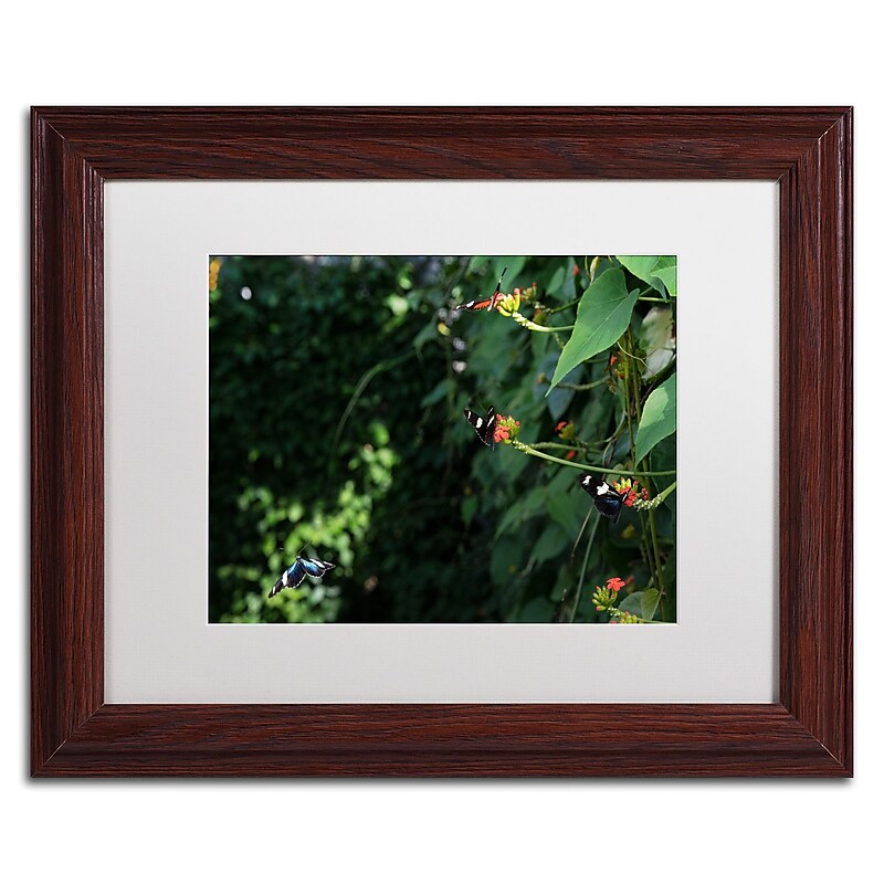 Trademark Fine Art Kurt Shaffer 'Butterflies' 11 x 14 Framed Art Print (KS01028-W1114MF) image 1