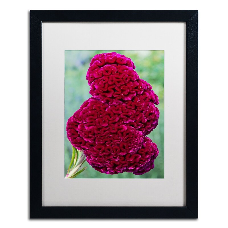 Trademark Fine Art Kurt Shaffer 'Coxcomb Flower' 16 x 20 Framed Art Print (KS01030-B1620MF) image 1