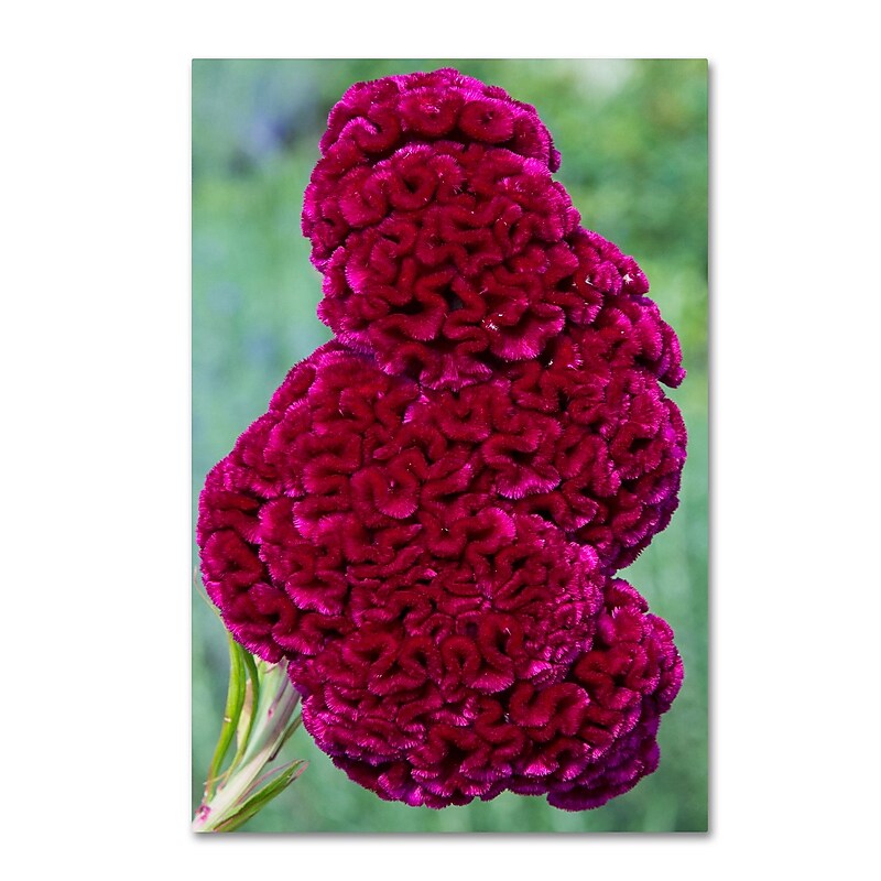 Trademark Fine Art Kurt Shaffer 'Coxcomb Flower' 16 x 24 (KS01030-C1624GG) image 1
