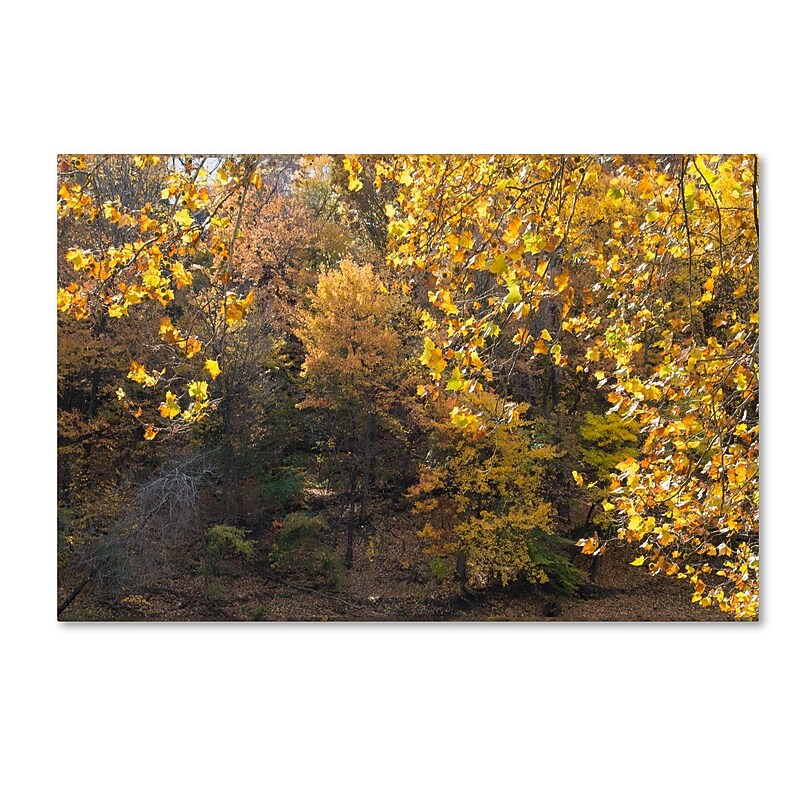 Trademark Fine Art Kurt Shaffer 'Golden Autumn 2' 30 x 47 (KS01034-C3047GG) image 1