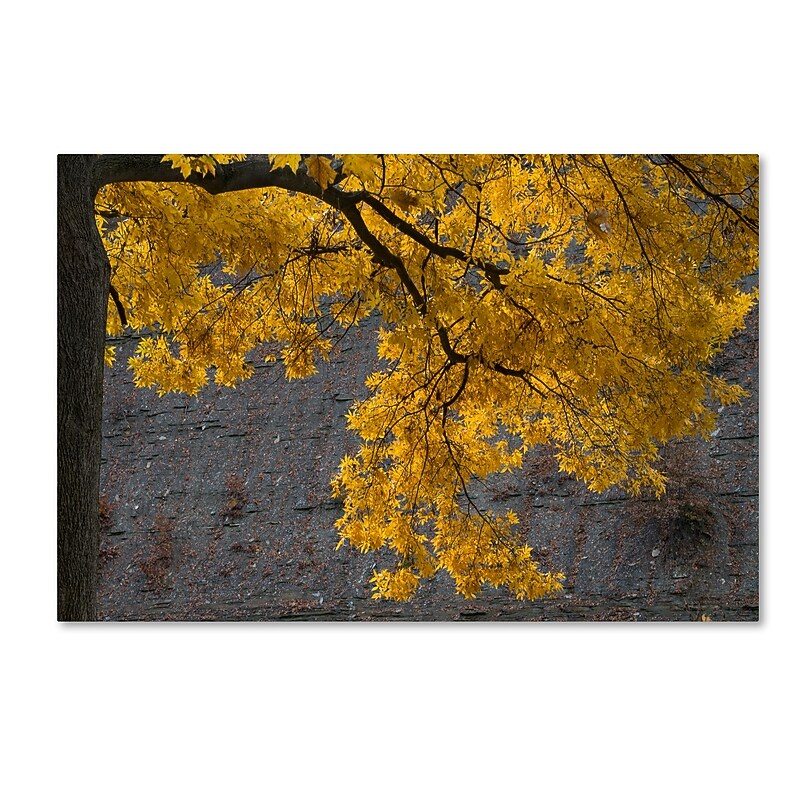 Trademark Fine Art Kurt Shaffer 'Golden Autumn Color' 16 x 24 (KS01035-C1624GG) image 1