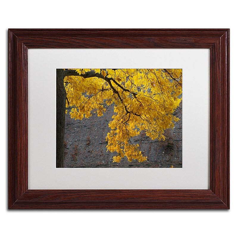 Trademark Fine Art Kurt Shaffer 'Golden Autumn Color' 11 x 14 Framed Art Print (KS01035-W1114MF) image 1