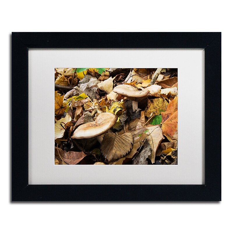 Trademark Fine Art Kurt Shaffer 'Mushrooms in the Leaves' 11 x 14 (KS01041-B1114MF) image 1