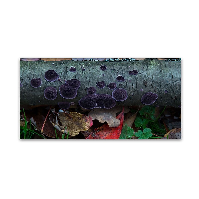 Trademark Fine Art Kurt Shaffer 'Purple Fungi' 24 x 47 (KS01043-C2447GG) image 1