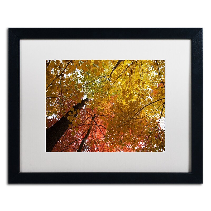 Trademark Fine Art Kurt Shaffer 'Spectacular Brilliant Autumn Trees' 16 x 20 (KS01046-B1620MF) image 1