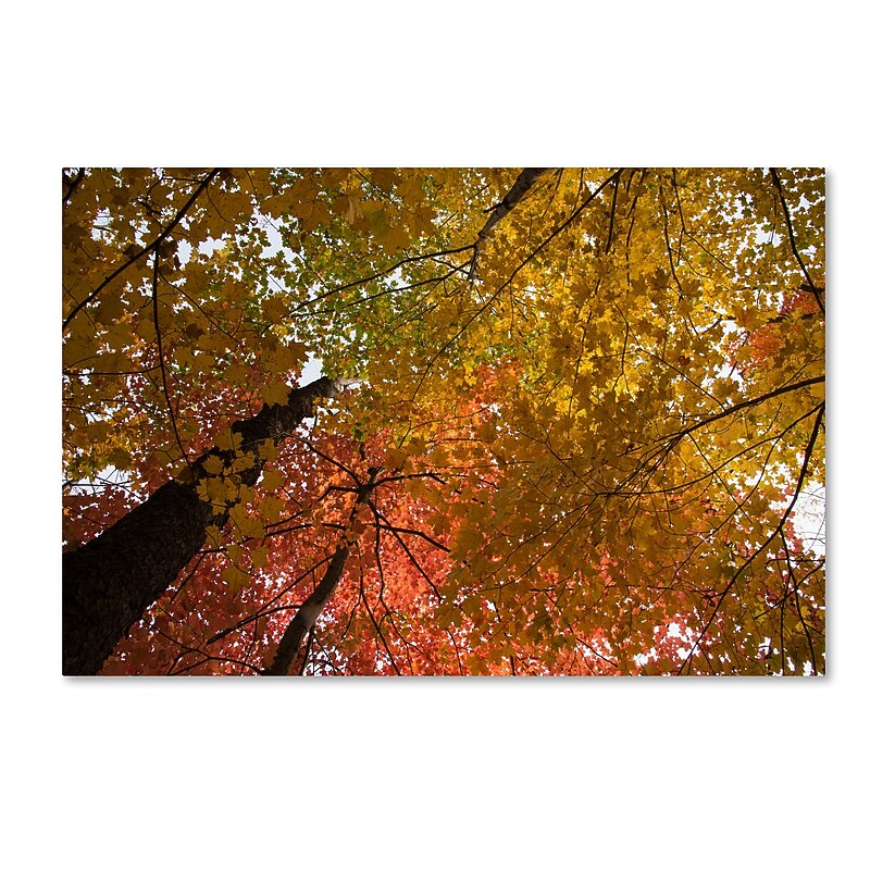 Trademark Fine Art Kurt Shaffer 'Spectacular Brilliant Autumn Trees' 12 x 19 (KS01046-C1219GG) image 1