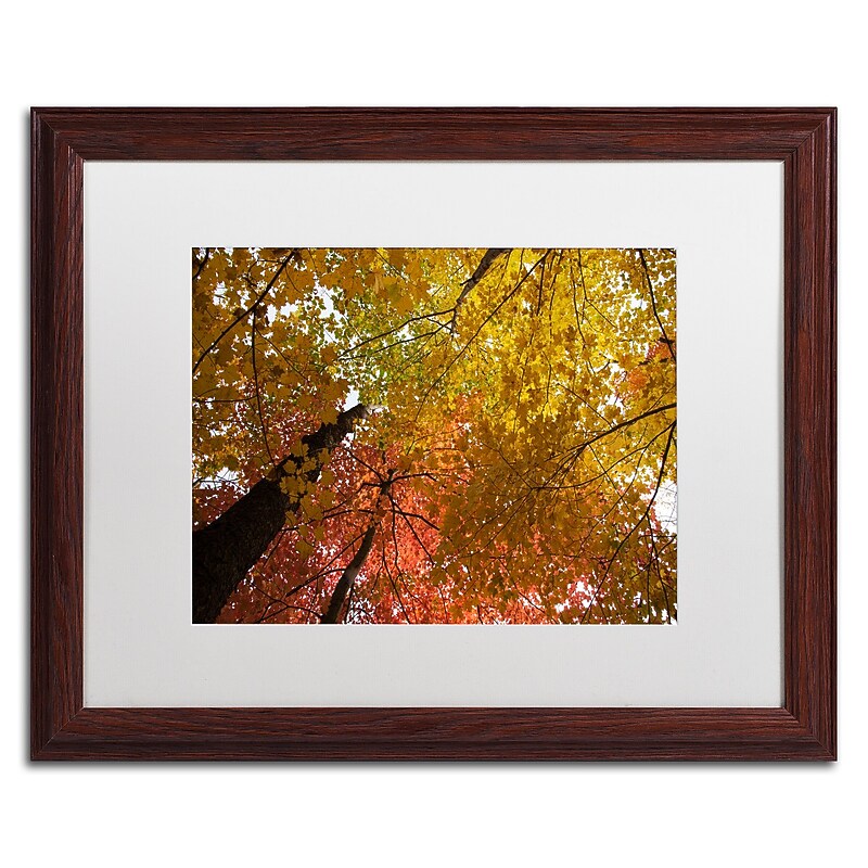 Trademark Fine Art Kurt Shaffer 'Spectacular Brilliant Autumn Trees' 16 x 20 (KS01046-W1620MF) image 1
