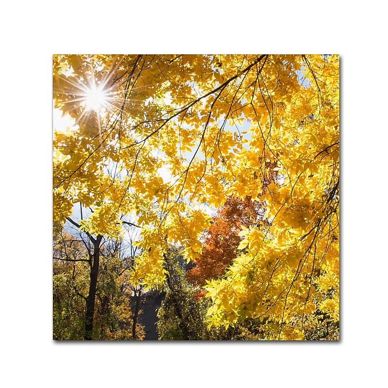 Trademark Fine Art Kurt Shaffer 'Sunny Happy Autumn Day' 24 x 24 (KS01049-C2424GG) image 1