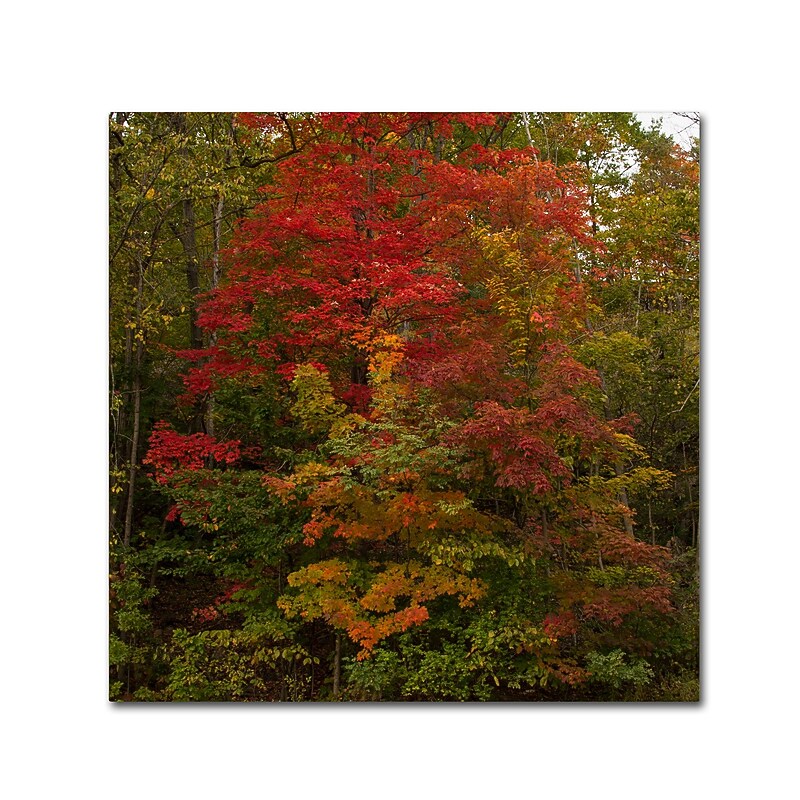 Trademark Fine Art Kurt Shaffer 'Why I Love Autumn 2' 35 x 35 (KS01052-C3535GG) image 1
