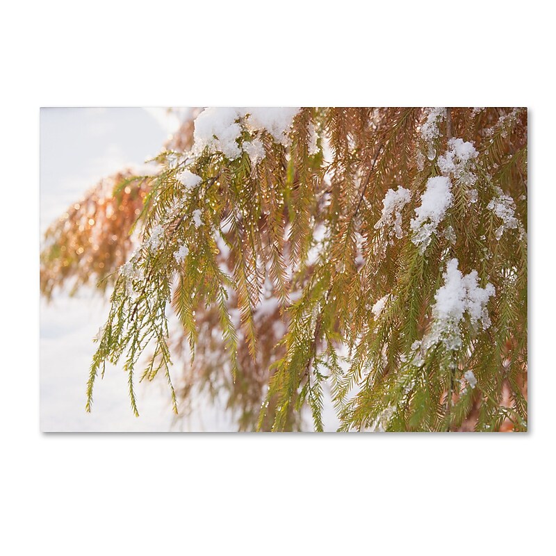 Trademark Fine Art Kurt Shaffer 'Winter on Redwood' 12 x 19 (KS01055-C1219GG) image 1