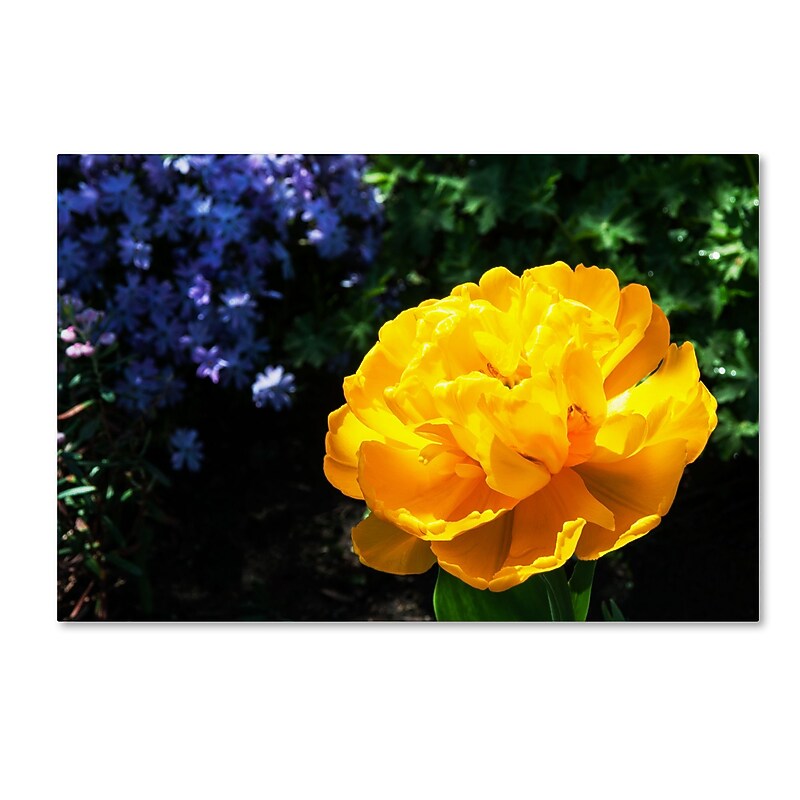 Trademark Fine Art Kurt Shaffer 'Yellow Double Headed Tulip' 16 x 24 (KS01056-C1624GG) image 1