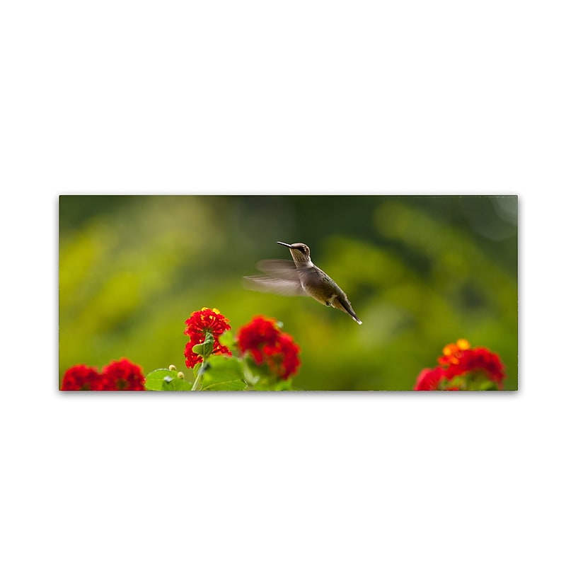 Trademark Fine Art Kurt Shaffer 'Happy Little Hummingbird' 20 x 47 (KS01061-C2047GG) image 1