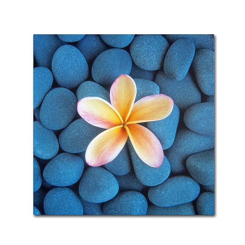 Trademark Fine Art David Evans 'Plumeria & Pebbles 6' 35 x 35 (DE0116-C3535GG) image 1