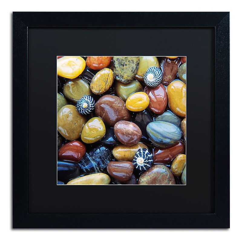 Trademark Fine Art David Evans 'Shells & Pebbles' 16 x 16 (DE0118-B1616BMF) image 1