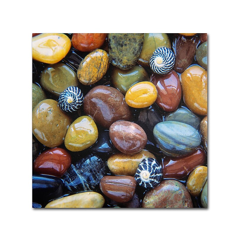 Trademark Fine Art David Evans 'Shells & Pebbles' 18 x 18 (DE0118-C1818GG) image 1