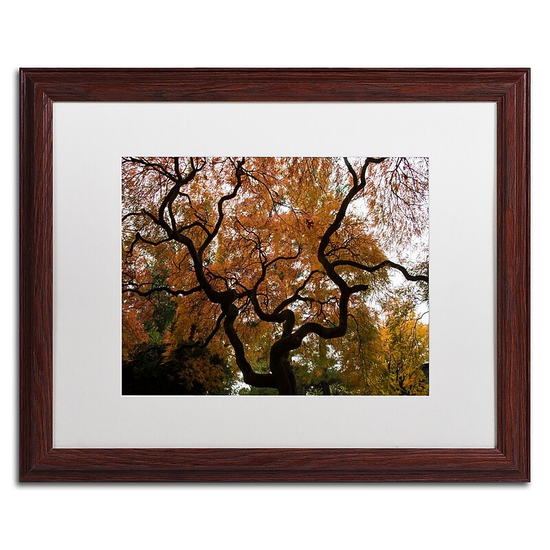 Trademark Fine Art Kurt Shaffer 'Brilliant Japanese Maple Abstract' 16 x 20 Framed Art Print (KS01026-W1620MF) image 1