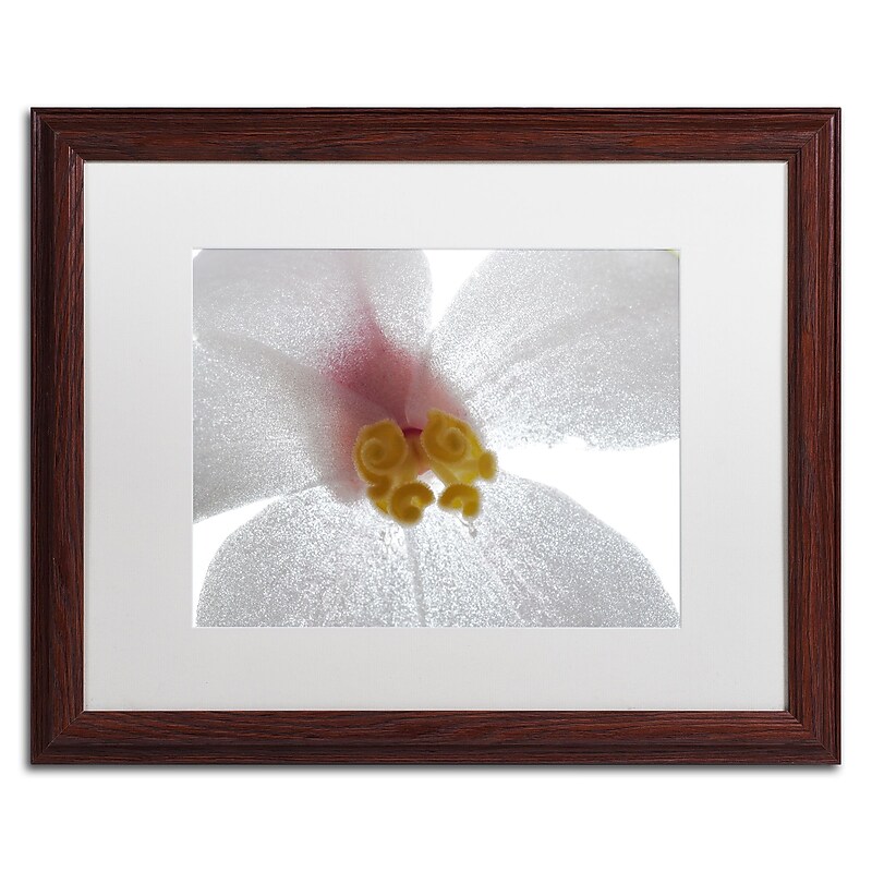 Trademark Fine Art Kurt Shaffer 'Escargo Begonia Flower' 16 x 20 Framed Art Print (KS0131-W1620MF) image 1