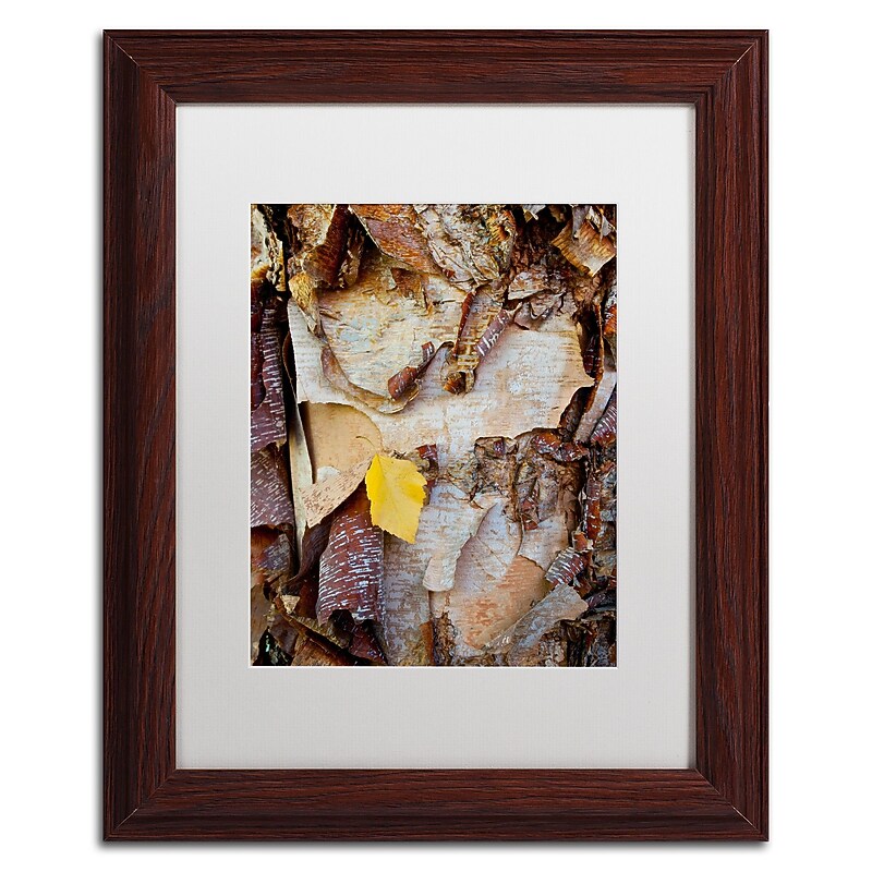 Trademark Fine Art Kurt Shaffer 'Paper Birch Abstract' 11 x 14 (KS0132-W1114MF) image 1