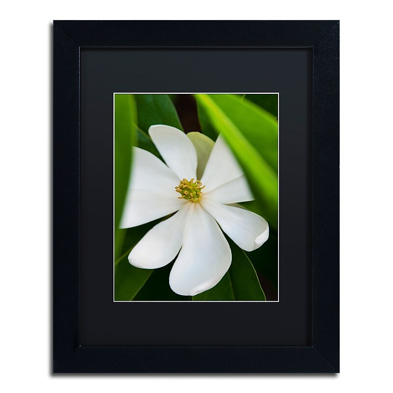 Trademark Fine Art Kurt Shaffer 'White Magnolia Flower' 11 x 14 (KS0133-B1114BMF) image 1