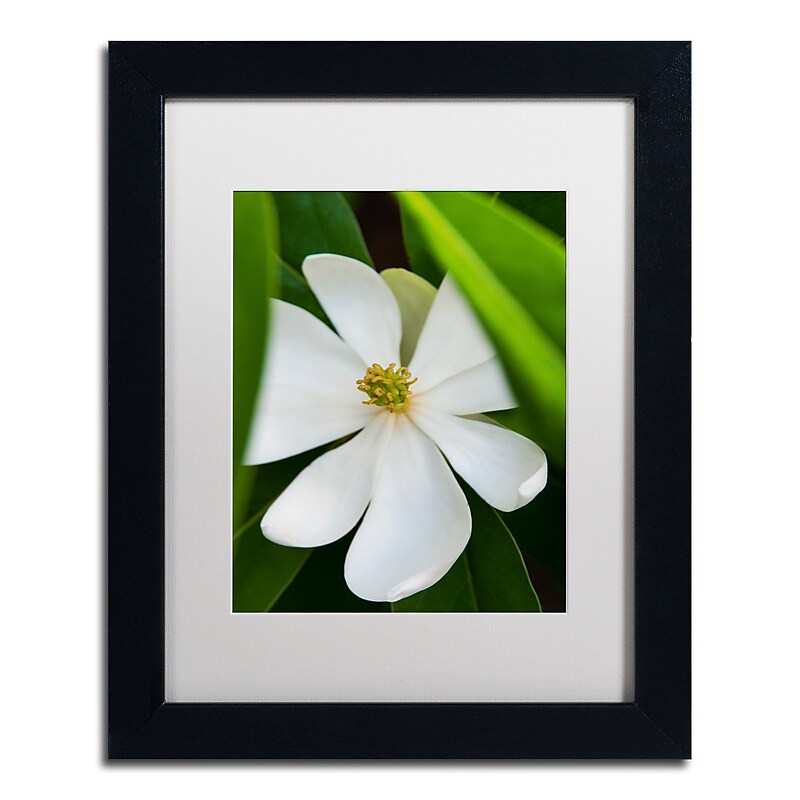 Trademark Fine Art Kurt Shaffer 'White Magnolia Flower' 11 x 14 Framed Art Print (KS0133-B1114MF) image 1
