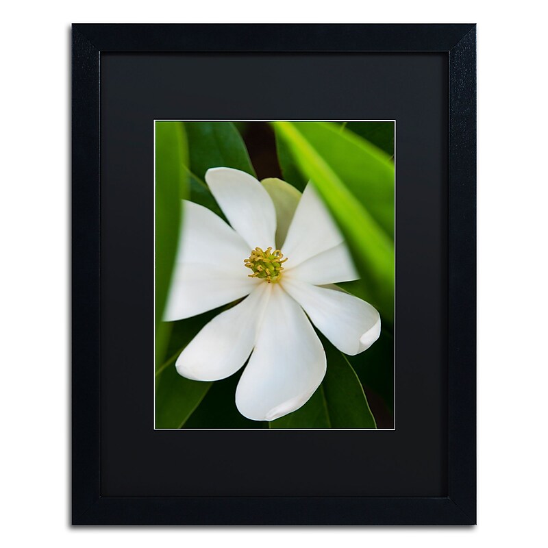 Trademark Fine Art Kurt Shaffer 'White Magnolia Flower' 16 x 20 Framed Art Print (KS0133-B1620BMF) image 1