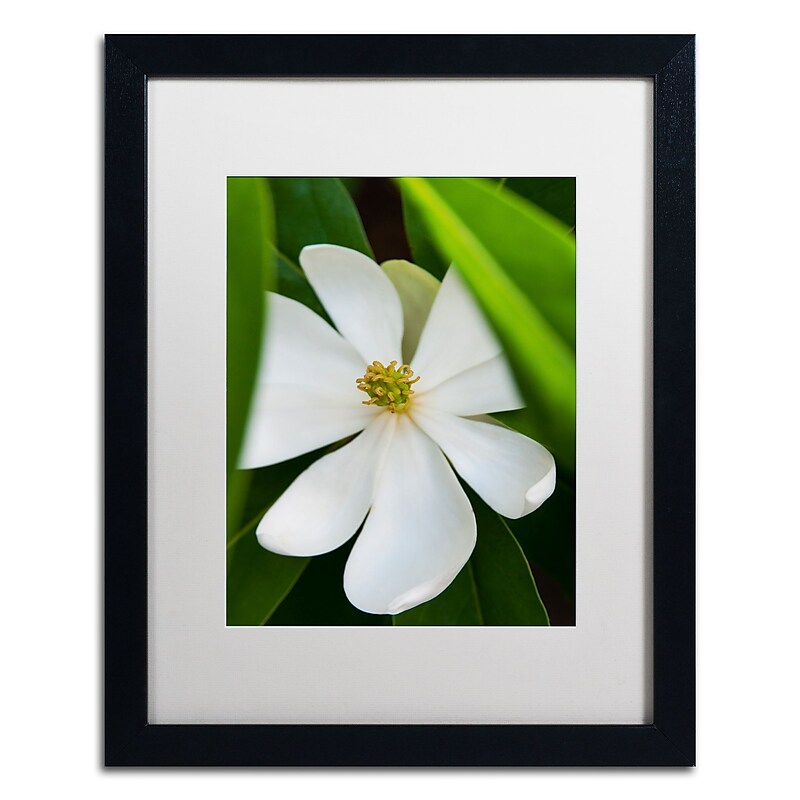 Trademark Fine Art Kurt Shaffer 'White Magnolia Flower' 16 x 20 Framed Art Print (KS0133-B1620MF) image 1