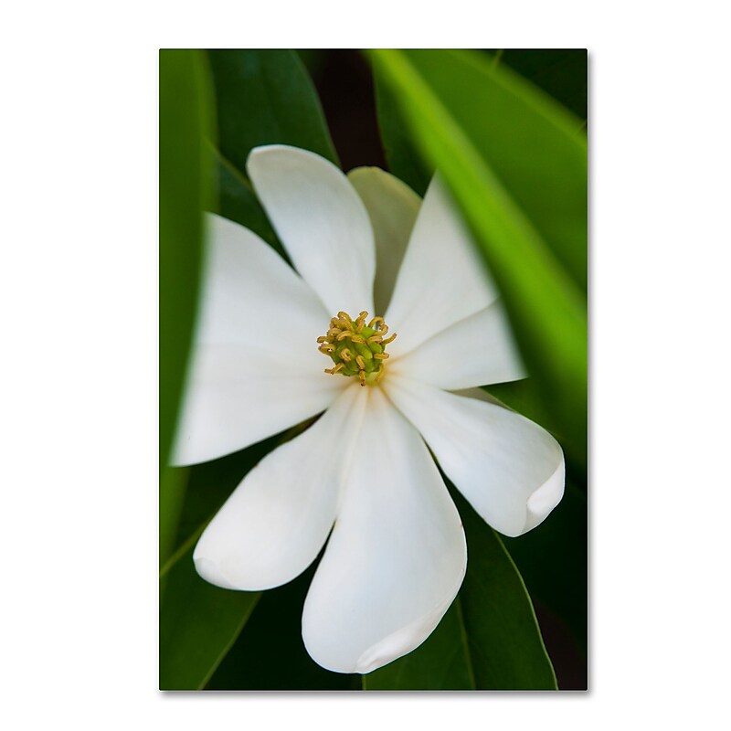 Trademark Fine Art Kurt Shaffer 'White Magnolia Flower' 22 x 32 (KS0133-C2232GG) image 1