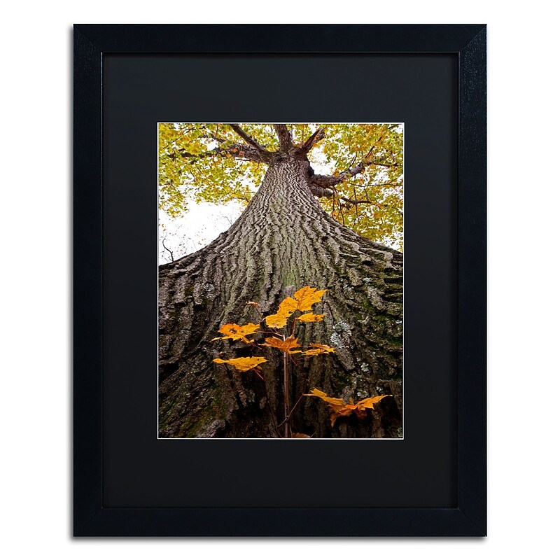 Trademark Fine Art Kurt Shaffer 'Aspiring to New Heights' 16 x 20 Framed Art Print (KS0138-B1620BMF) image 1
