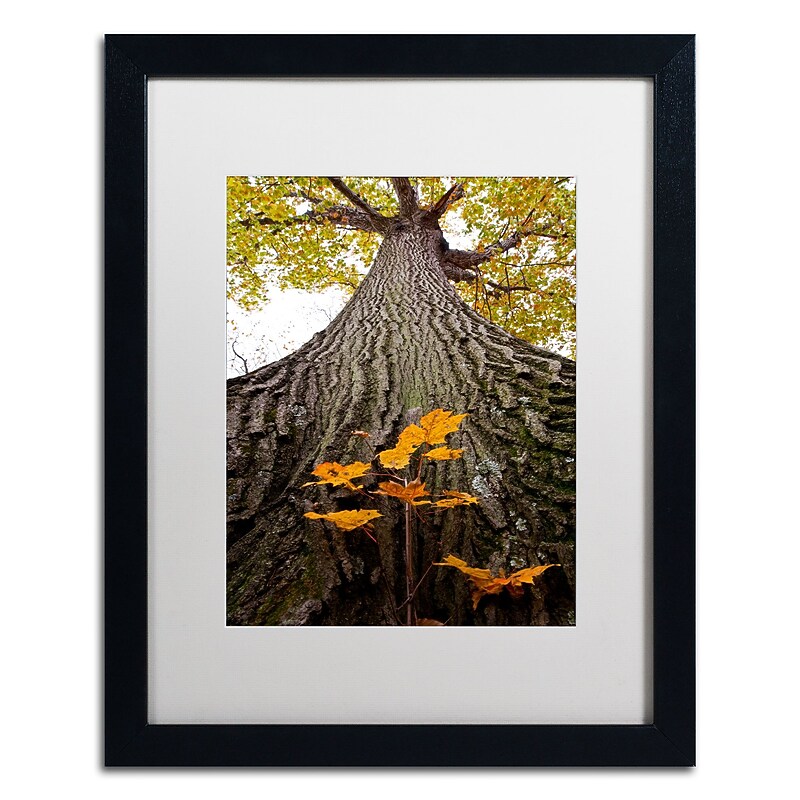 Trademark Fine Art Kurt Shaffer 'Aspiring to New Heights' 16 x 20 Framed Art Print (KS0138-B1620MF) image 1