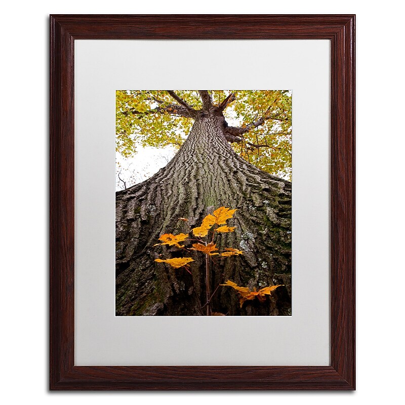 Trademark Fine Art Kurt Shaffer 'Aspiring to New Heights' 16 x 20 Framed Art Print (KS0138-W1620MF) image 1