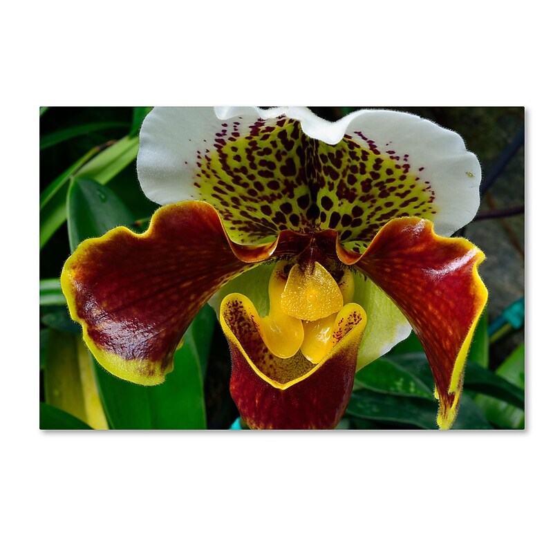 Trademark Fine Art Kurt Shaffer 'Alien Orchid' 16 x 24 (KS0163-C1624GG) image 1