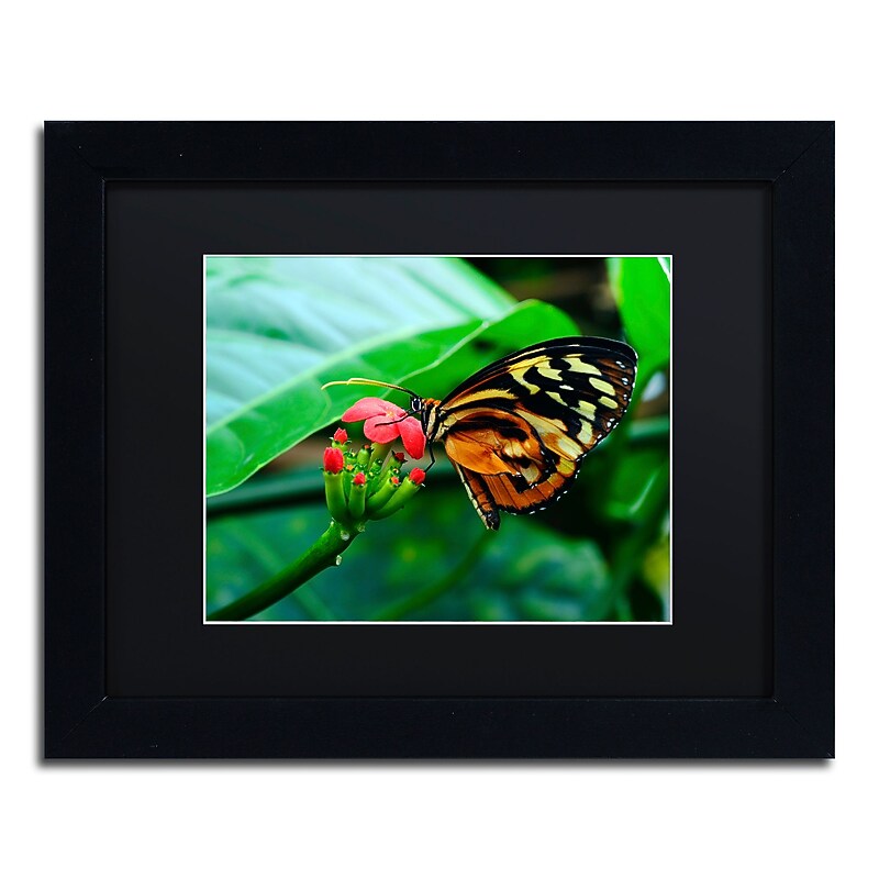 Trademark Fine Art Kurt Shaffer 'Cream Spotted Tigerwing' 11 x 14 (KS0166-B1114BMF) image 1