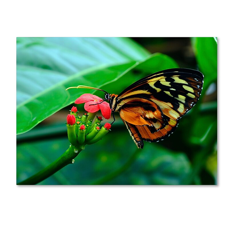 Trademark Fine Art Kurt Shaffer 'Cream Spotted Tigerwing' 24 x 32 (KS0166-C2432GG) image 1