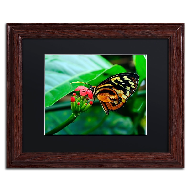 Trademark Fine Art Kurt Shaffer 'Cream Spotted Tigerwing' 11 x 14 Framed Art Print (KS0166-W1114BMF) image 1