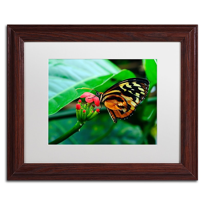 Trademark Fine Art Kurt Shaffer 'Cream Spotted Tigerwing' 11 x 14 Framed Art Print (KS0166-W1114MF) image 1