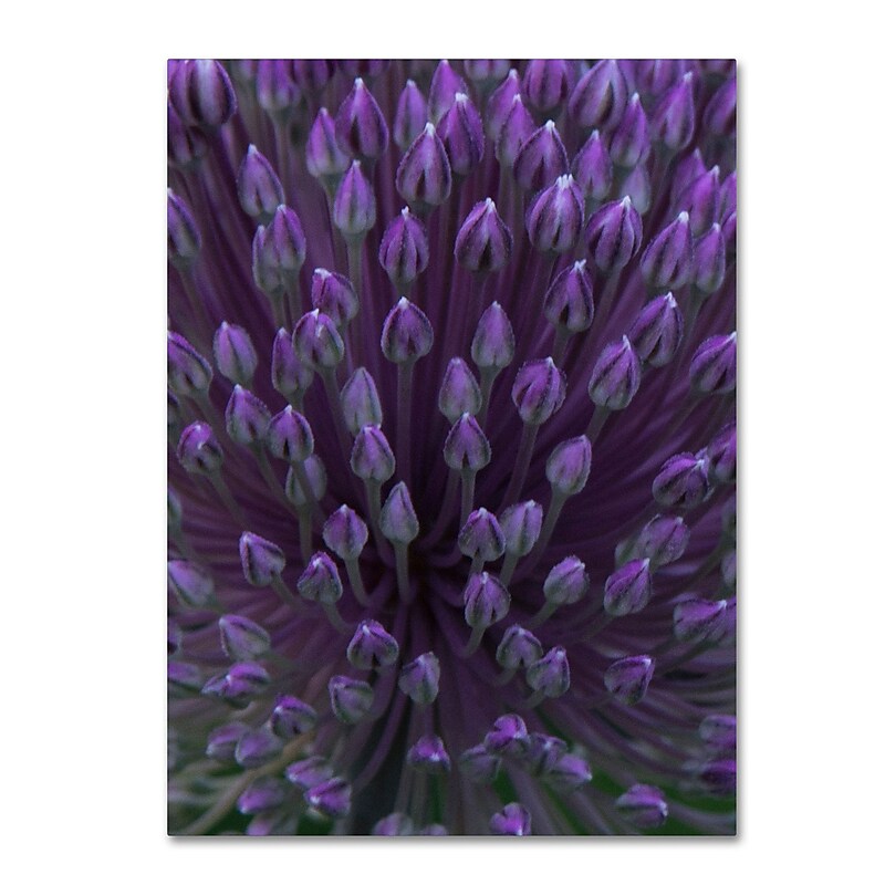 Trademark Fine Art Kurt Shaffer 'Alien Flower Pods' 24 x 32 (KS0173-C2432GG) image 1