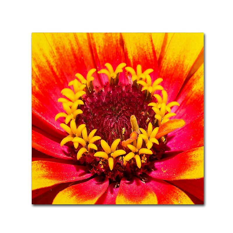 Trademark Fine Art Kurt Shaffer 'Floral Mass Coronal Ejection' 14 x 14 (KS0179-C1414GG) image 1
