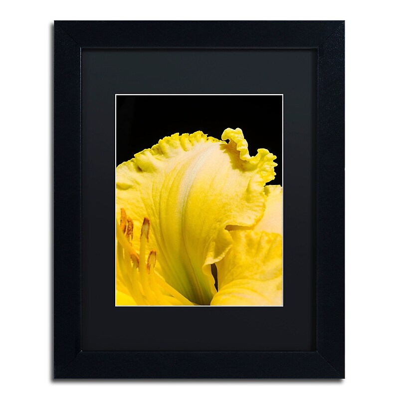 Trademark Fine Art Kurt Shaffer 'Day Lily Abstract' 11 x 14 (KS0180-B1114BMF) image 1